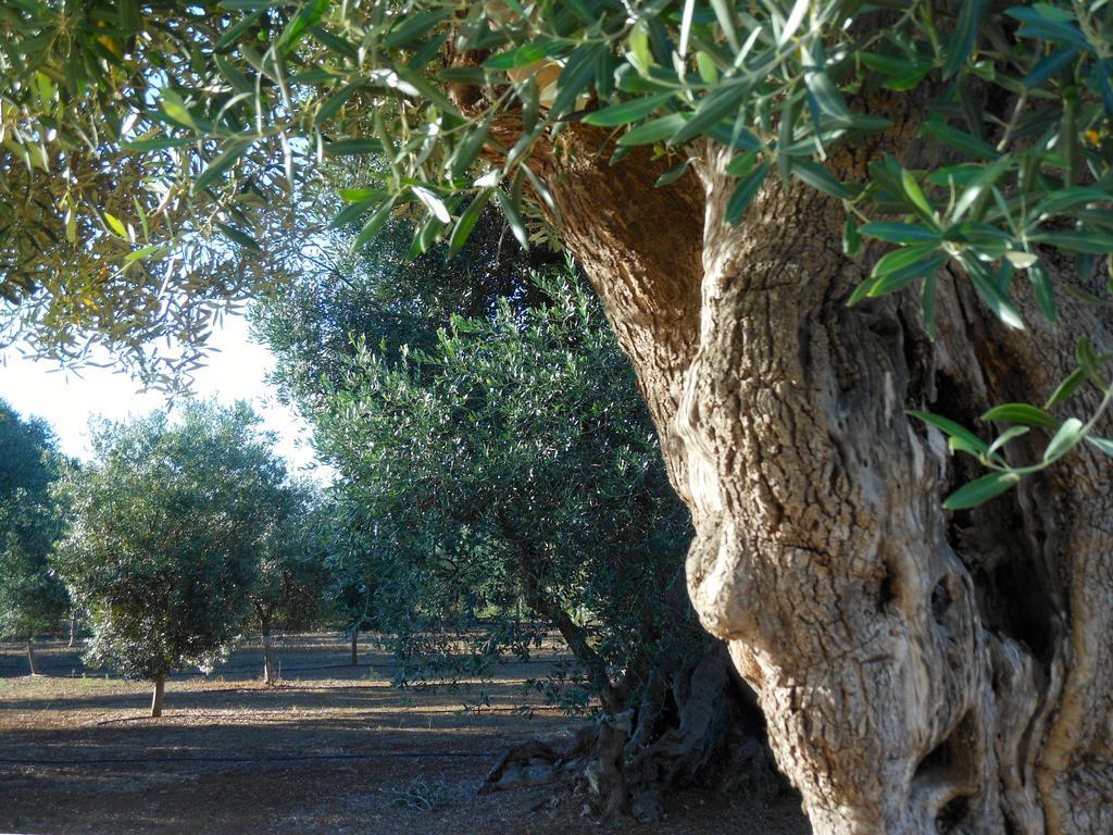 L'Ulivo Bed And Breakfast Savelletri Εξωτερικό φωτογραφία