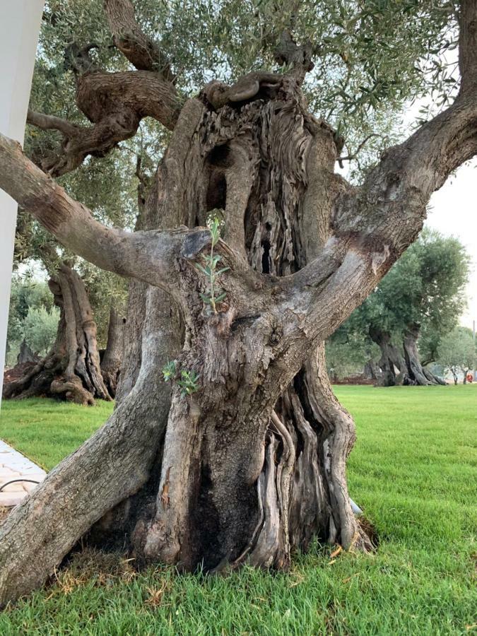 L'Ulivo Bed And Breakfast Savelletri Εξωτερικό φωτογραφία